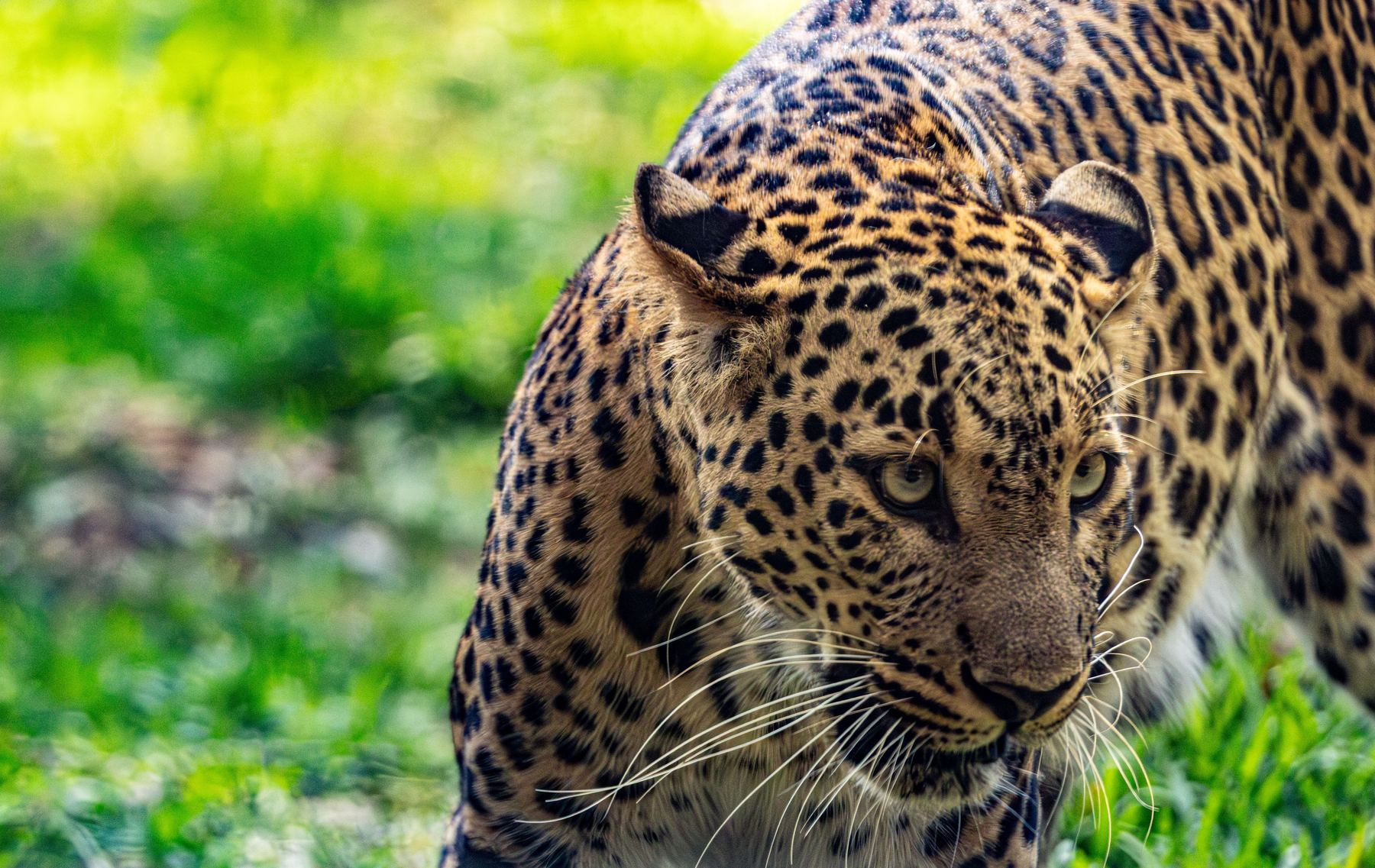 Leopard on the prowl