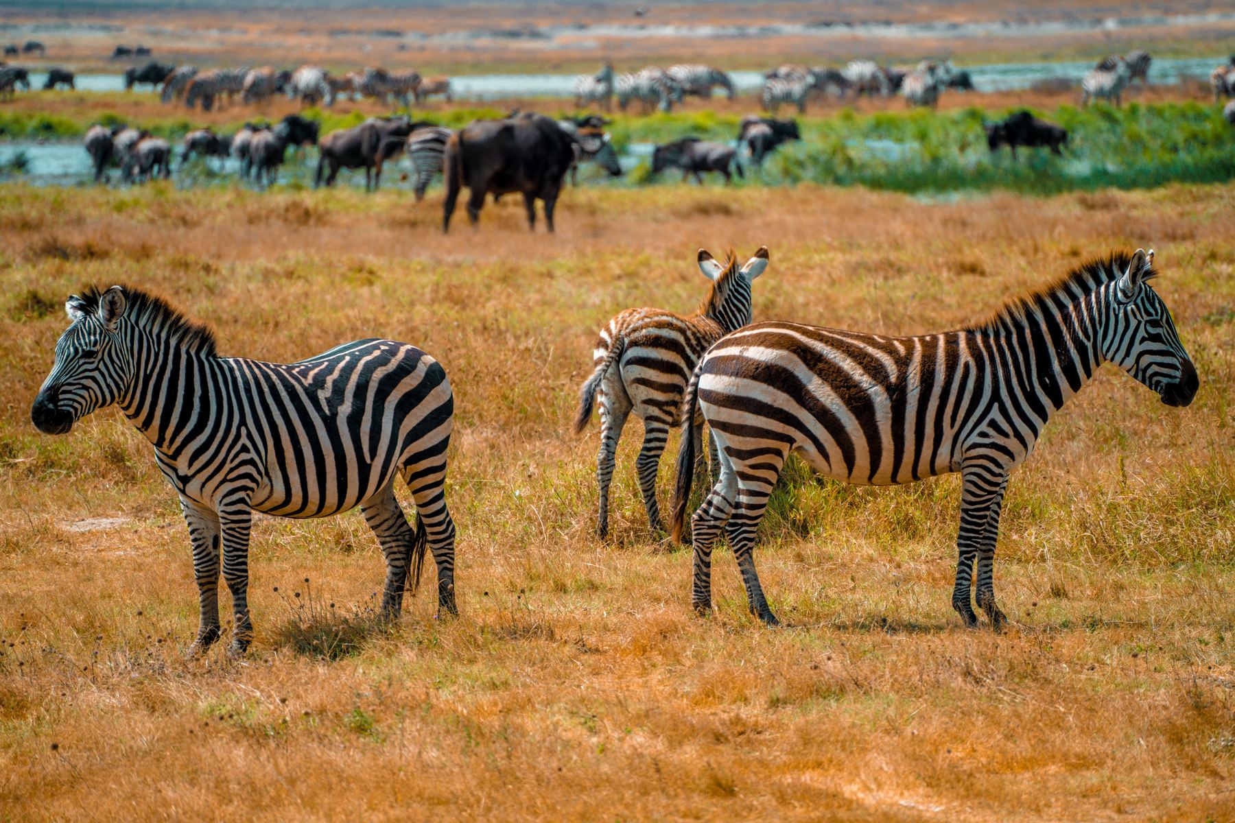 3-Day Northern Tanzania Safari